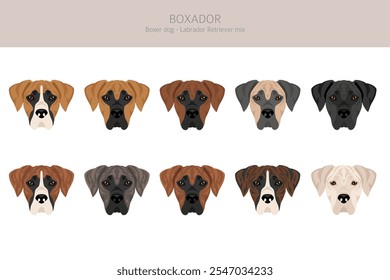 Boxer cão Labrador Retriever mix. Boxador clipart. Diferentes cores de casaco definido.  Ilustração vetorial