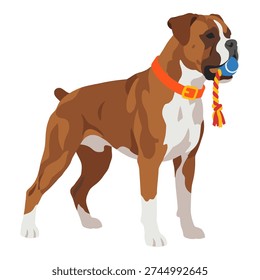 Boxer dog with orange collar, adorable pet animal standing and holding a play toy in its mouth, flat design
