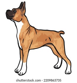 Boxer Dog Pet Colored Drawing