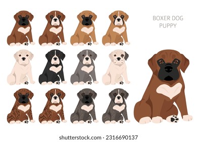 Boxer dog puppies clipart. All coat colors set.  Different position. All dog breeds characteristics infographic. Vector illustration