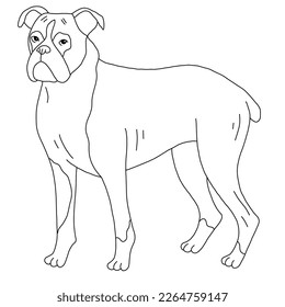 Boxer dog, vector cartoon cute outline illustration isolated on white background