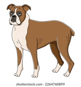 Boxer dog, vector cartoon cute illustration isolated on white background