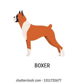 Boxer. Gorgeous docked and cropped dog with short haired fawn coat, side view. Stunning cute purebred pet animal isolated on white background. Colorful vector illustration in flat cartoon style.