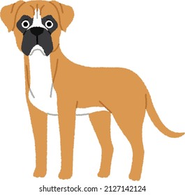The Boxer is a medium to large, short-haired breed of dog. The coat is smooth and tight-fitting; colors are fawn, brindled, or white, with or without white markings.