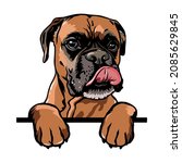 Boxer Peeking Dogs. Boxer dog breed. Color image of a dogs head isolated on a white background. The dog stuck out its tongue.