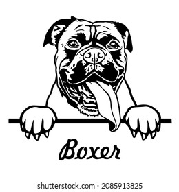 Boxer peeping dog, vector illustration. Boxer head with paws svg . File for printing and cutting. Black and white clipart svg