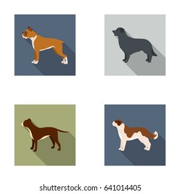 Boxer, pit bull, St. Bernard, retriever.Dog breeds set collection icons in flat style vector symbol stock illustration web.