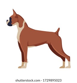 Boxer Purebred Dog, Pet Animal, Side View Vector Illustration