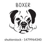Boxer vector illustration in Black and white 