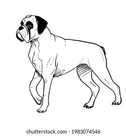 Boxer-dog vector hand drawing illustration in black color isolated on white background