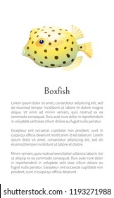 Boxfish animal poster with text sample. Fish of rounded shape with fins and dotted pattern on skin floating isolated on vector illustration, marine creature