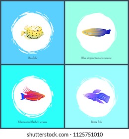 Boxfish and betta fish posters set. Filamented flasher and blue striped tamarin wrasse. Exotic species with own color and pattern vector illustration