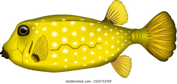 'Boxfish' illustration. Vector EPS format.