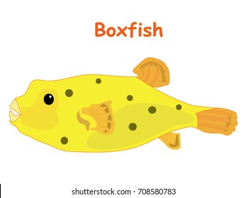Boxfish vector cartoon illustration, t shirt design for kids with aquatic animal theme isolated on white background wallpaper