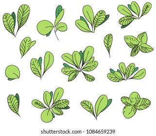 boxwood bush leaves