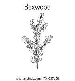 Boxwood (Buxus sempervirens), or European box, medicinal plant. Hand drawn botanical vector illustration