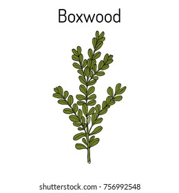 Boxwood, Buxus sempervirens, or European box, medicinal plant. Hand drawn botanical vector illustration