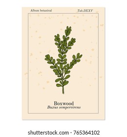 Boxwood (Buxus sempervirens), or European box, medicinal plant. Hand drawn botanical vector illustration