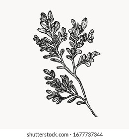 boxwood plant botanical hand drawn isolated vector artwork. Trending greenery illustrations for wedding. Drawing for your creative projects, tattoo, posters, floral compositions, graphic design.