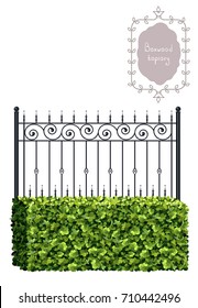 Boxwood topiary with black forged fence, border, garden plant, vector background. English boxwood, evergreen dwarf shrubs. Shrub for landscape.