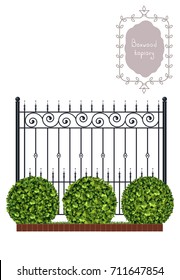 Boxwood topiary with black forged fence, brown brick border with green grass, border, garden plant, vector background. English boxwood, evergreen dwarf shrubs. Shrub for landscape.