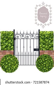 Boxwood topiary with black forged gate and brick wall, border, garden plant, vector background. English boxwood, evergreen dwarf shrubs. Shrub for landscape.