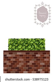 Boxwood topiary, border, brick wall, garden plant, vector background. English boxwood, evergreen dwarf shrubs. Shrub for landscape.