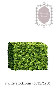 Boxwood topiary, border, garden plant, vector background. English boxwood, evergreen dwarf shrubs. Shrub for landscape.