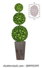 Boxwood Topiary, Garden Plant, Vector Background. Tree In Flowerpot. Shrub For Landscape.