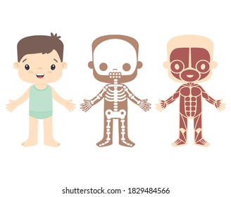 Boy Anatomy, Human External Body Parts, Full Skeleton and Muscles Kawaii Style Cute Flat Vector Illustration Isolated on White