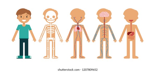 996 Cartoon circulatory system Images, Stock Photos & Vectors ...