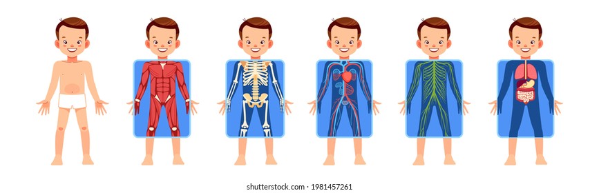 Boy body organ systems with xray screen showing his skeleton, nervous, circulatory, digestive systems. Element of educational infographics for kids. Information poster cartoon vector illustration.