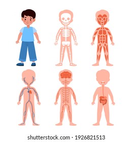 Boy body system. Kids anatomy poster set, medical education schemes, skeletal, muscular and nervous, circulatory and digestive systems. Bones muscles and organs vector cartoon isolated illustration