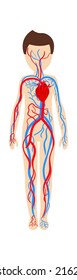 Boy circulatory system anatomy. Vector illustration