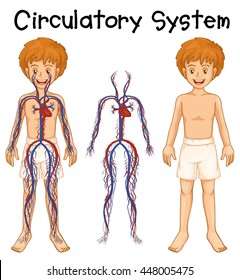 Niño con ilustración del sistema circulatorio