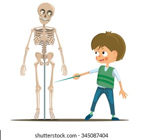 Boy in the classroom studying the human skeleton. Vector illustration