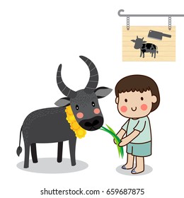 Boy feeding a buffalo and saving cattle lives from the Slaughterhouse with white background.