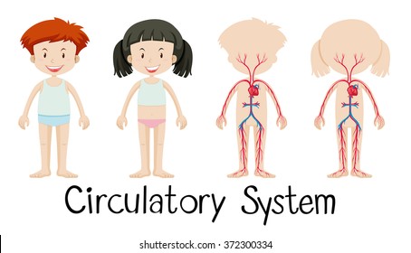 Boy and girl with circulatory system diagram illustration