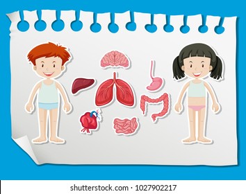 Boy and girl with different organs on chart illustration
