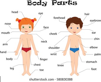 Boy and girl unclothed. Body parts, anatomy in English 