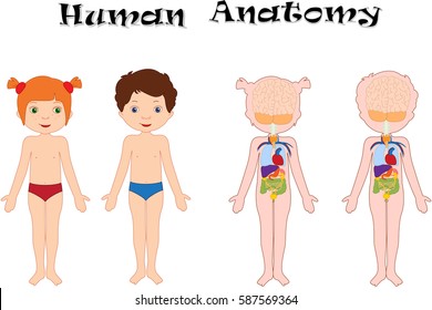 Boy and girl unclothed isolated on white. Human anatomy for kids