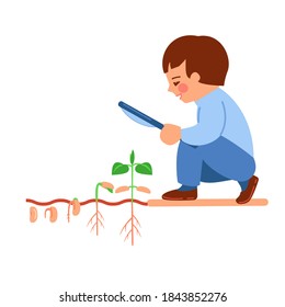 The boy looks through a magnifying glass at the germination of bean seeds in the soil. The concept of botany, biology, nature research for children. Vector illustration.