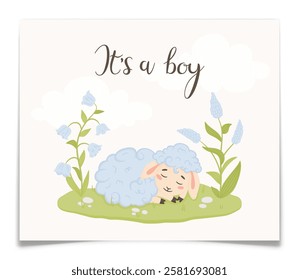 Its a boy postcard with cute little lamb. Baby shower card with hand drawn blue sheep and flowers. Gender reveal greeting card for newborn male child. Farm animal character. Vector illustration.