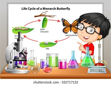 Boy presenting life cycle of butterfly illustration