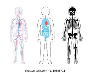 Boy skeleton, internal organs, circulatory system anatomy. Anatomical structure of human child body front view. Vector isolated flat illustration of skull, bone, blood vessels. Medical  banner
