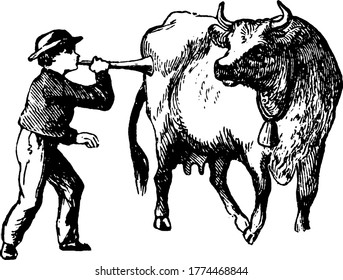 A boy standing along with cow and Blowing horn to irritate the cow and cow see him angrily, vintage line drawing or engraving illustration.