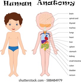 Niño desnudo aislado en blanco.Anatomía humana para niños. Nombres de los órganos internos