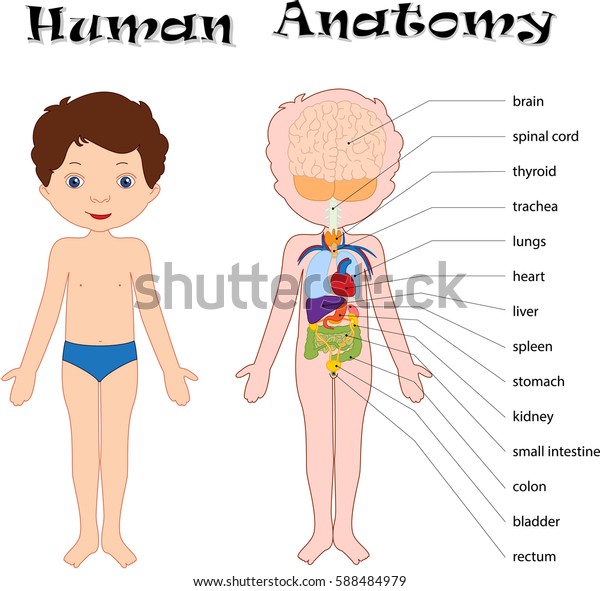 Junge Einzeln Auf Weiss Menschliche Anatomie Fur Stock Vektorgrafik Lizenzfrei