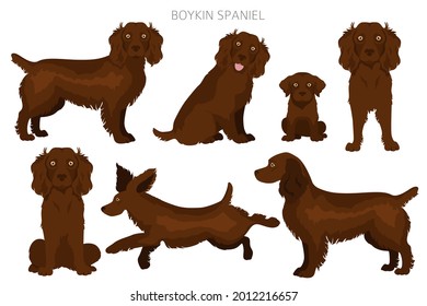 Boykin spaniel clipart. Different coat colors and poses set.  Vector illustration