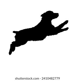 Boykin Spaniel Dog on the move. Dog in different poses. jumps runs. The dog is sitting. The dog is lying down playing